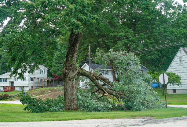 Best Tree Health Inspection  in Hermitage, PA