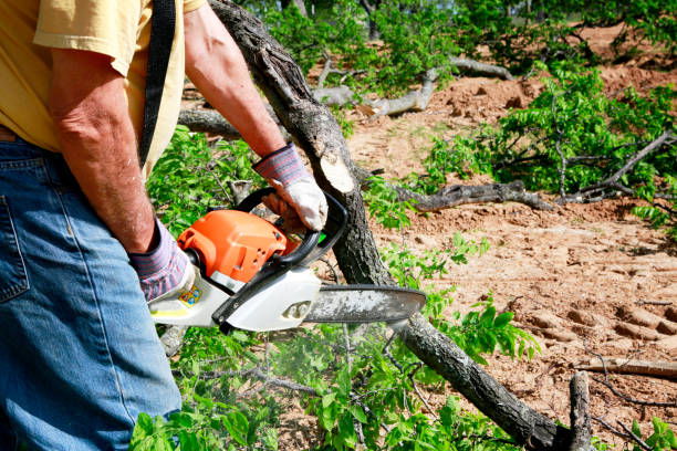 Trusted Hermitage, PA Tree Services Experts